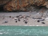 Harem of gray seal in Wales