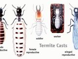 Termite castes