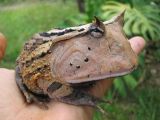Surinam horned frog (Ceratophrys cornuta), the largest living relative of Beelzebufo