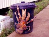 Coconut crab (Birgus latro)