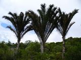 Raffia palms (Raphia australis)
