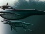 The new pliosaur compared to a human, orca and blue whale