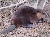 American beaver (Castor canadensis)