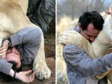 A cuddle and love bite from a lioness. Would you dare do the same?