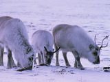 Svalbard dwarf reindeer