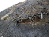An outcropping of mummified tree remains on Ellesmere Island in Canada.