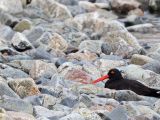 Oyster Catcher in the Rocks