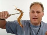 The bite of large centipedes is dangerous for humans