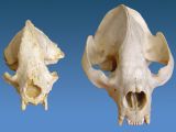 A side-by-side comparison shows a modern panda skull (right) next to a fossil of an ancestral bear that weighed in at just half the size