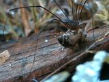 A modern harvestman with a killed fly