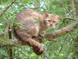 The European Wildcat (bigger than the domestic cat)