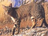 The South-African Wildcat