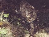 The Central Asian Wildcat (Indian desert cat)