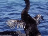 Wingless cormorant