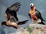 Juvenile (left) and adult (right) of bearded vulture