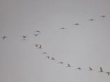crane migratory flock