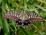 The adult of Papilio xuthus