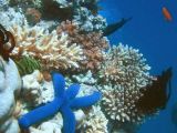 Various coral species