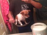 Dog in a pan selfie