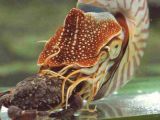 Living Nautilus attacking a crab
