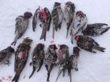 Dead common redpolls believed to have been killed by great tit birds