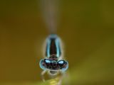 Image of a water bug