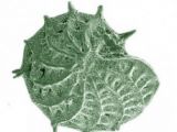 Scanning Electron Microscope (SEM) image showing a fossilized single-celled organism