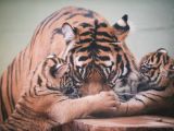 The baby tigers still drink milk