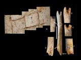 Neanderthal bones display cutting marks