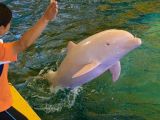 Albino dolphin blushes when emotional