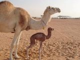 World's first cloned camel and its surrogate mom