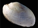 Zigzag pattern on a shell is 500,000 years old
