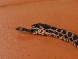 Tiny snake makes daring escape