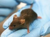 Paralyzed mice walk again after fitted with implantable devices