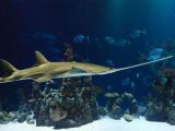 Wild smalltooth sawfish are capable of virgin births