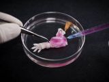 Laboratory-made rat arm
