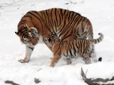 Researchers find tiger dads like to hang out with their family