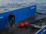Great white shark Mary Lee was tagged in 2012