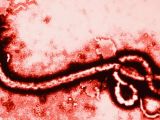 Experimental Ebola vaccine proven safe and effective