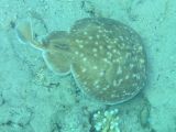 A Carribean electric ray