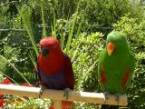 Couple of Eclectus Parrot, male on the right