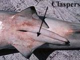 Shark claspers
