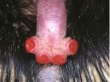 Echidna's four headed penis