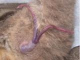 The bifurcated penis of the sugar glider, an Australian marsupial