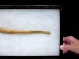 The baculum of a cave bear