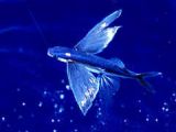 Flying fish (Exocoetus) gliding