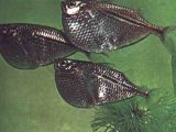 Hatchetfish (Gasteropelecus)