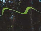 Flying snake (Chrysopelea) gliding