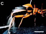 Bombardier beetle in action