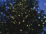 Tree with Pteroptyx fireflies in southeastern Asia